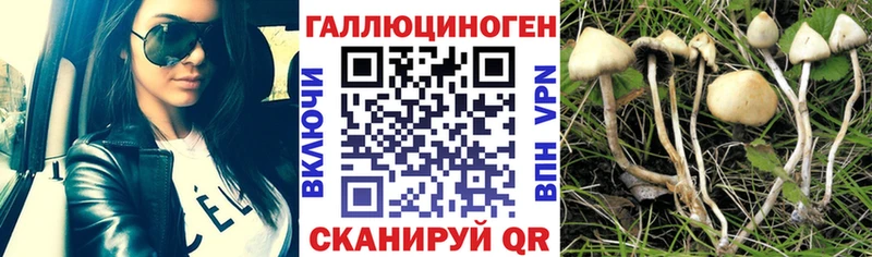 Псилоцибиновые грибы Cubensis  дарнет шоп  МЕГА tor  Железногорск 